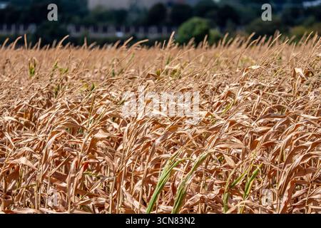 Maisfeld trocknete aus und nur wenig wachsende, kleine Maiskolben, wegen der Sommerdürre östlich von Weisweiler, Nordrhein-Westfalen Stockfoto