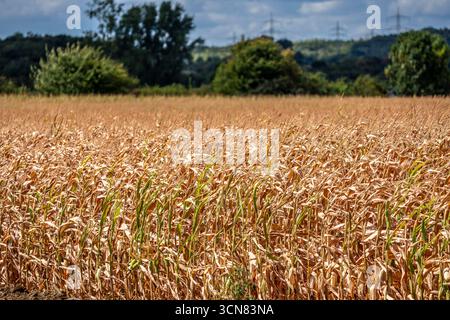 Maisfeld trocknete aus und nur wenig wachsende, kleine Maiskolben, wegen der Sommerdürre östlich von Weisweiler, Nordrhein-Westfalen Stockfoto