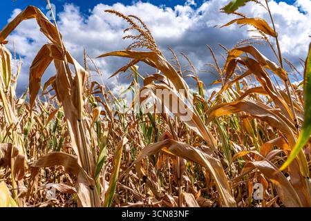 Maisfeld trocknete aus und nur wenig wachsende, kleine Maiskolben, wegen der Sommerdürre östlich von Weisweiler, Nordrhein-Westfalen Stockfoto