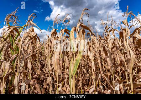 Maisfeld trocknete aus und nur wenig wachsende, kleine Maiskolben, wegen der Sommerdürre östlich von Weisweiler, Nordrhein-Westfalen Stockfoto