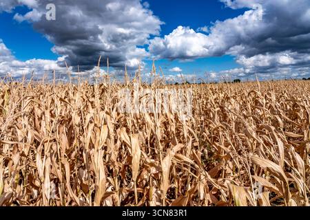 Maisfeld trocknete aus und nur wenig wachsende, kleine Maiskolben, wegen der Sommerdürre östlich von Weisweiler, Nordrhein-Westfalen Stockfoto