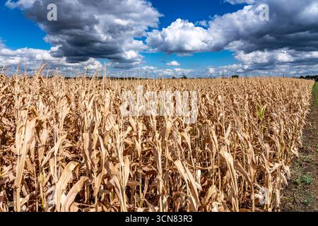 Maisfeld trocknete aus und nur wenig wachsende, kleine Maiskolben, wegen der Sommerdürre östlich von Weisweiler, Nordrhein-Westfalen Stockfoto