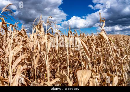 Maisfeld trocknete aus und nur wenig wachsende, kleine Maiskolben, wegen der Sommerdürre östlich von Weisweiler, Nordrhein-Westfalen Stockfoto