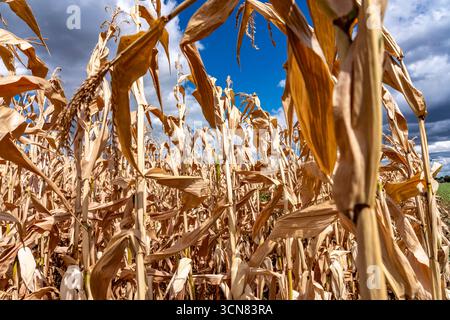 Maisfeld trocknete aus und nur wenig wachsende, kleine Maiskolben, wegen der Sommerdürre östlich von Weisweiler, Nordrhein-Westfalen Stockfoto