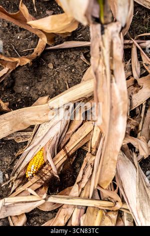Maisfeld trocknete aus und nur wenig wachsende, kleine Maiskolben, wegen der Sommerdürre östlich von Weisweiler, Nordrhein-Westfalen Stockfoto