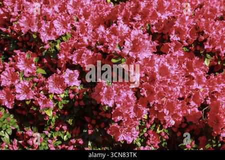 Leuchtende rosafarbene Azalea-Blüten in voller Blüte Stockfoto