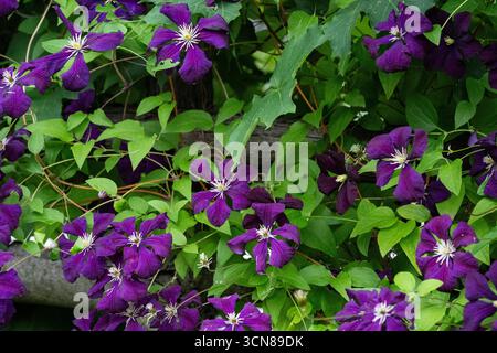 Clematis, Clematis Jackmanii, große lila Blumen, blühend in einem Hüttengarten, Sommer in den Laurentians, Brownsburg-Chatham, Quebec, Kanada Stockfoto