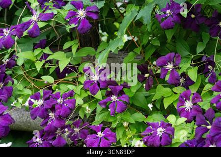 Clematis, Clematis Jackmanii, große lila Blumen, blühend in einem Hüttengarten, Sommer in den Laurentians, Brownsburg-Chatham, Quebec, Kanada Stockfoto
