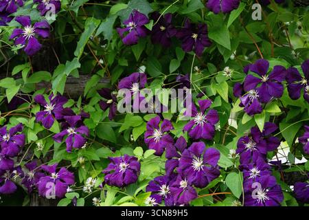 Clematis, Clematis Jackmanii, große lila Blumen, blühend in einem Hüttengarten, Sommer in den Laurentians, Brownsburg-Chatham, Quebec, Kanada Stockfoto