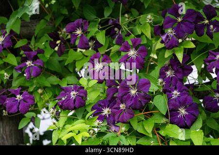 Clematis, Clematis Jackmanii, große lila Blumen, blühend in einem Hüttengarten, Sommer in den Laurentians, Brownsburg-Chatham, Quebec, Kanada Stockfoto