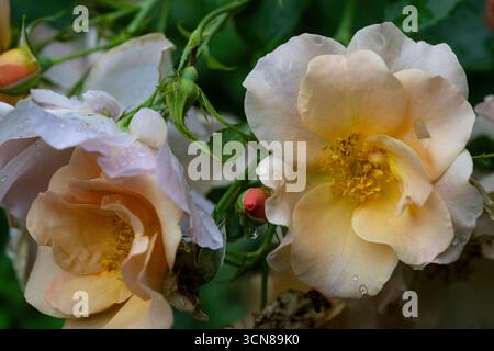 Rosenbusch blüht in einem Hüttengarten im Sommer, Brownsburg-Chatham, Quebec, Kanada Stockfoto