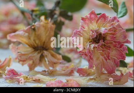 Tote rosafarbene Teerosen mit verstreuten Blütenblättern, Stillleben-Blume-Arrangement. Stockfoto