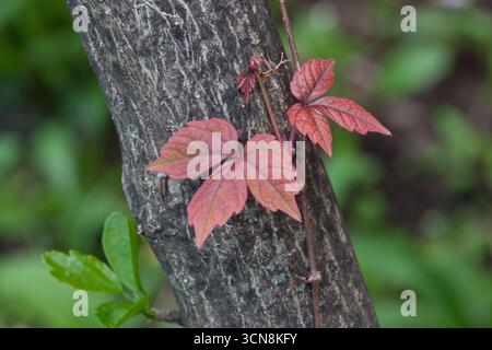 Blätter von drei giftigen Efeureben, die an einem sonnigen Tag im Frühling auf einem Baum wachsen Stockfoto