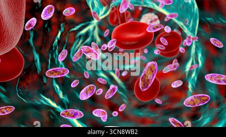 Christensenella hongkongensis-Bakterien im Blutkreislauf, Illustration. Ein grampositiver Coccobacillus in Verbindung mit Blutstrominfektionen mit hoher Mortalität. Früher bekannt als Catabacter hongkongensis. Stockfoto
