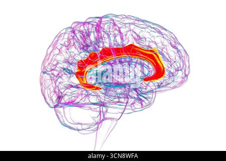 Illustration des menschlichen Gehirns mit Hervorhebung des Gyrus cingulata, der für die Emotionsverarbeitung, Entscheidungsfindung und kognitive Kontrolle bei verschiedenen Störungen essentiell ist. Stockfoto