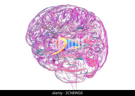 Abbildung des menschlichen Gehirns mit hervorgehobenen Hirnfornix (orange) und Commissure of Fornix (blau), mit Gedächtnisverarbeitung und limbischer Systemfunktion. Pathologie im Zusammenhang mit Gedächtnisverlust. Stockfoto