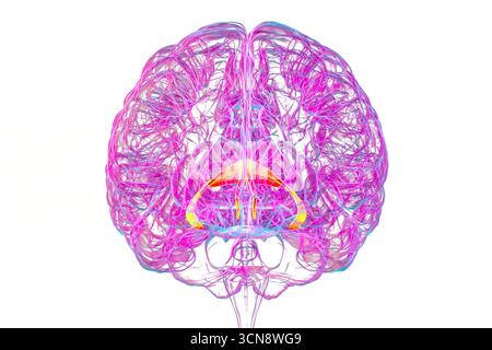 Abbildung des menschlichen Gehirns mit hervorgehobenen Hirnfornix (orange) und Commissure of Fornix (blau), mit Gedächtnisverarbeitung und limbischer Systemfunktion. Pathologie im Zusammenhang mit Gedächtnisverlust. Stockfoto