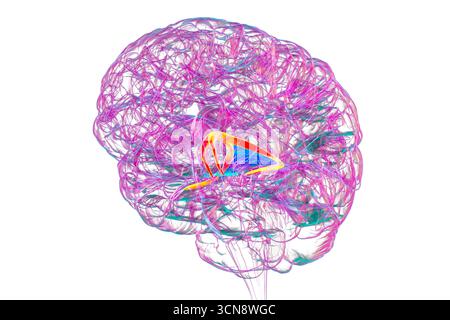Abbildung des menschlichen Gehirns mit hervorgehobenen Hirnfornix (orange) und Commissure of Fornix (blau), mit Gedächtnisverarbeitung und limbischer Systemfunktion. Pathologie im Zusammenhang mit Gedächtnisverlust. Stockfoto