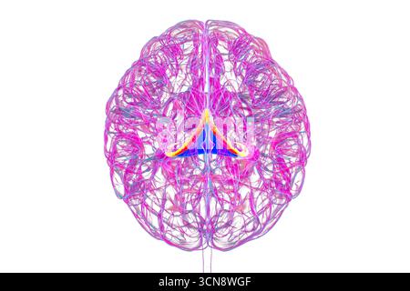 Abbildung des menschlichen Gehirns mit hervorgehobenen Hirnfornix (orange) und Commissure of Fornix (blau), mit Gedächtnisverarbeitung und limbischer Systemfunktion. Pathologie im Zusammenhang mit Gedächtnisverlust. Stockfoto