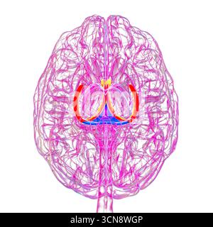 Abbildung des menschlichen Gehirns mit hervorgehobenen Hirnfornix (orange) und Commissure of Fornix (blau), mit Gedächtnisverarbeitung und limbischer Systemfunktion. Pathologie im Zusammenhang mit Gedächtnisverlust. Stockfoto