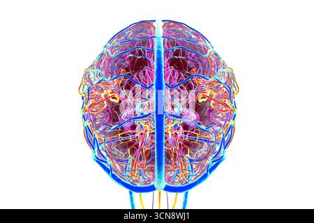 Das Gefässsystem des menschlichen Gehirns. Abbildung: Arterien (orange) und Venen (blau). Stockfoto