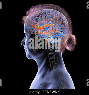 Abbildung eines menschlichen Gehirns mit hervorgehobenen Blutgefäßen mit detaillierter zerebraler Kreislaufanatomie mit roten Arterien und blauen Venen. Stockfoto