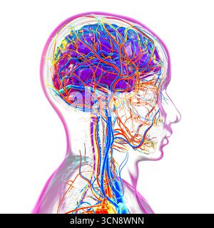 Abbildung eines menschlichen Gehirns mit hervorgehobenen Blutgefäßen mit detaillierter zerebraler Kreislaufanatomie mit roten Arterien und blauen Venen. Stockfoto