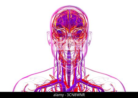 Abbildung eines menschlichen Gehirns mit hervorgehobenen Blutgefäßen mit detaillierter zerebraler Kreislaufanatomie mit roten Arterien und blauen Venen. Stockfoto