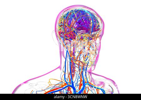 Abbildung eines menschlichen Gehirns mit hervorgehobenen Blutgefäßen mit detaillierter zerebraler Kreislaufanatomie mit roten Arterien und blauen Venen. Stockfoto