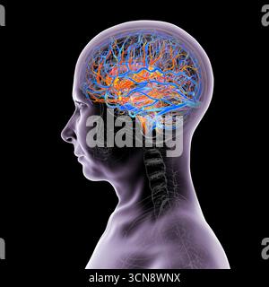 Abbildung eines menschlichen Gehirns mit hervorgehobenen Blutgefäßen mit detaillierter zerebraler Kreislaufanatomie mit roten Arterien und blauen Venen. Stockfoto