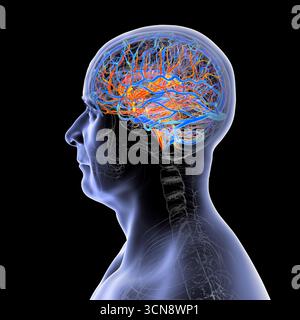 Abbildung eines menschlichen Gehirns mit hervorgehobenen Blutgefäßen mit detaillierter zerebraler Kreislaufanatomie mit roten Arterien und blauen Venen. Stockfoto