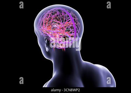 Abbildung eines menschlichen Gehirns mit hervorgehobenen Blutgefäßen mit detaillierter zerebraler Kreislaufanatomie mit roten Arterien und blauen Venen. Stockfoto