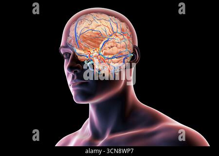 Abbildung eines menschlichen Gehirns mit hervorgehobenen Blutgefäßen mit detaillierter zerebraler Kreislaufanatomie mit roten Arterien und blauen Venen. Stockfoto