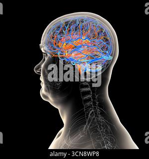 Abbildung eines menschlichen Gehirns mit hervorgehobenen Blutgefäßen mit detaillierter zerebraler Kreislaufanatomie mit roten Arterien und blauen Venen. Stockfoto