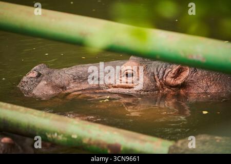 Ein Flusspferd, der im Wasser des Zoos tauchte, stieß seinen Kopf über die Oberfläche. Seine Augen waren offen und beobachteten ruhig die Umgebung Stockfoto