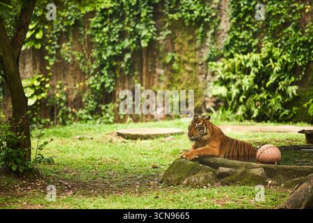 Ein Tiger entspannt sich in einem schattigen Gehege, teilweise in einem kleinen Teich in seinem Gehege bei einem Zoo untergetaucht Stockfoto