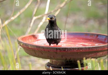 Männlicher gemeiner Schwarzvogel (Turdus merula) Baden, Südaustralien Stockfoto