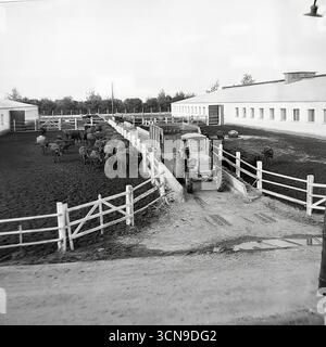 Ein historisches Foto aus den 1980er Jahren, das den Prozess der maschinellen Verteilung von Futtermitteln auf dem Milchbetrieb der Ukraine Kolchoz im Dorf Chrestyschche, ukrainische SSR, zeigt. Ein sowjetischer Radtraktor mit einem Futterwagen fährt eine Rampe entlang einer Koralle mit einer großen Herde von Färsen (junge Kühe) hinauf. Das Bild ist ein dokumentarischer Beweis für die tägliche Arbeit und Technologie in der Viehwirtschaft des spätsowjetischen Donbass Stockfoto