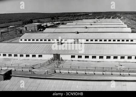 Ein historisches Panoramafoto aus den 1980er Jahren, aufgenommen aus einem hohen Winkel, das den großen Molkereikomplex des „Ukraine“ Kolchoz im Dorf Khrestyschche, ukrainische SSR, zeigt. Die langen, parallelen Reihen von Kuhställen mit Schieferdächern demonstrieren den industriellen Ansatz der Landwirtschaft im spätsowjetischen Donbass. Das Bild ist ein Dokument, das die Architektur und Produktionskraft der sowjetischen Agrarindustrie widerspiegelt Stockfoto