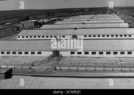 Ein historisches Panoramafoto aus den 1980er Jahren, aufgenommen aus einem hohen Winkel, das den großen Molkereikomplex des „Ukraine“ Kolchoz im Dorf Khrestyschche, ukrainische SSR, zeigt. Die langen, parallelen Reihen von Kuhställen mit Schieferdächern demonstrieren den industriellen Ansatz der Landwirtschaft im spätsowjetischen Donbass. Das Bild ist ein Dokument, das die Architektur und Produktionskraft der sowjetischen Agrarindustrie widerspiegelt Stockfoto