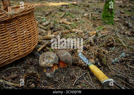 Korb, Messer und frisch gepflückte Pilze liegen auf Waldboden. Stockfoto