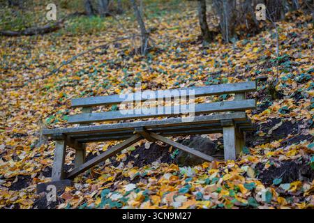 Holzbank im Herbstwald mit Blättern. Boden bedeckt mit herbstgoldenen Blättern am Hang. Sitzplätze im Freien im Waldgebiet Stockfoto