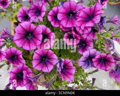 Leuchtende lila Petunenblüten in voller Blüte Stockfoto