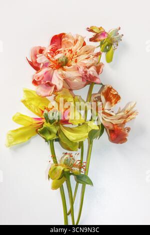 Eine Nahaufnahme eines verblassten Bouquets von Pfingstrosen in verschiedenen Tönen, die natürliche Schönheit einer Stillleben-Komposition. Der Begriff des Alterns und der Irreversibi Stockfoto