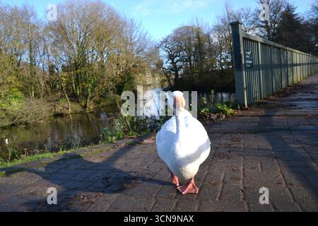White Goose neben dem Graben bei Caerphilly Castle, Caerphilly, South Wales, Großbritannien Stockfoto