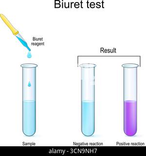 Biuret-Test zum Proteinnachweis. Chemisches Experiment mit Reagenzgläsern und Pipette. Vektorabbildung Stock Vektor
