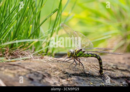 Southern Hawker (Aeshna cyanea) Weibchen auf einem Flussufer Stockfoto