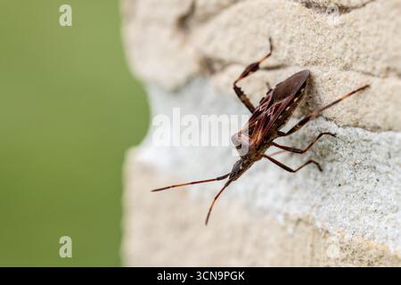 Westlicher Nadelkraut (Leptoglossus occidentalis) an einer Mauer im Herbst, Pas-de-Calais, Frankreich Stockfoto