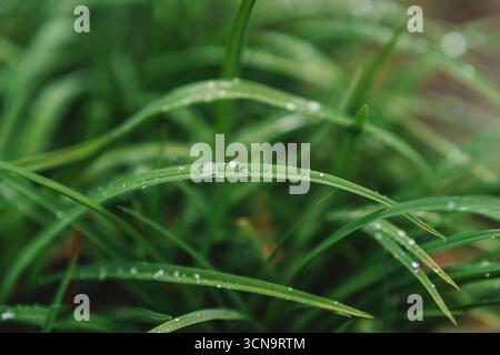 Grüne Grashalme mit zahlreichen klaren Wassertropfen sammeln sich auf ihrer Oberfläche und symbolisieren Frische und Erneuerung der Natur in Nahaufnahme, nass und nat Stockfoto