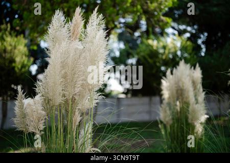 Pampas-Grasfedern zeigen eine federleichte, cremeweiße Textur vor leuchtend grünem Gartenlaub, sonnendurchflutete Outdoor-Szene, die eine ruhige, elegante Natu vermittelt Stockfoto